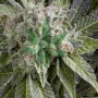 Cannabis seeds Auto BLUE PYRAMID from Pyramid Seeds